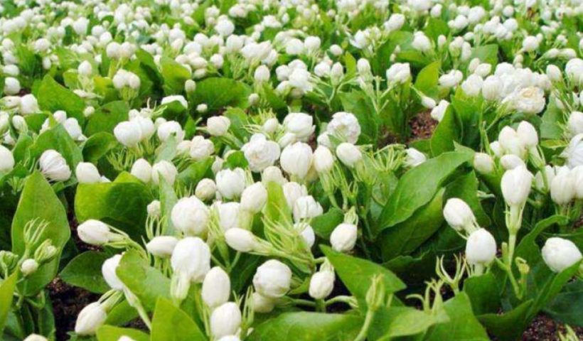 flowers farming uttarakhand