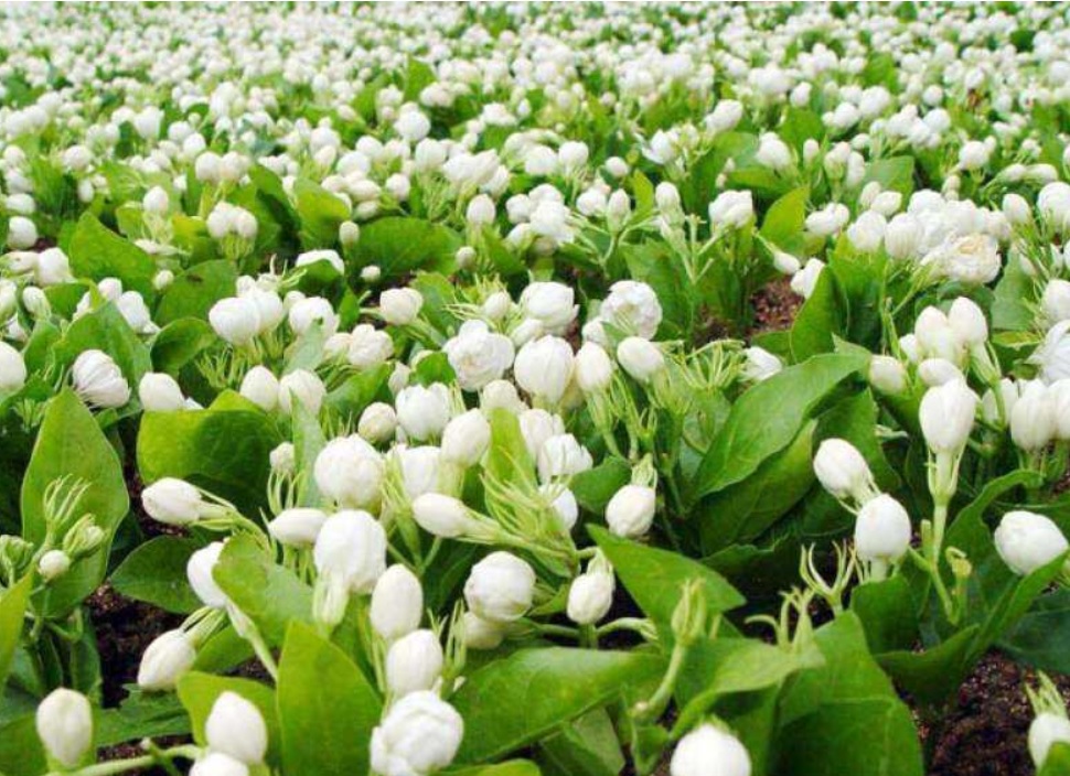 flowers farming uttarakhand