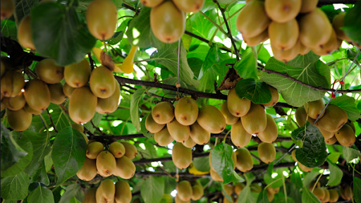 kiwi farming uttarakhand