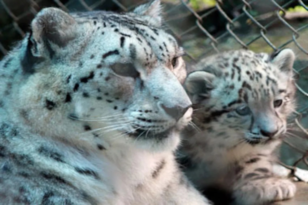 Indias first snow leopard conservation center in Uttarkashi uttarakhand